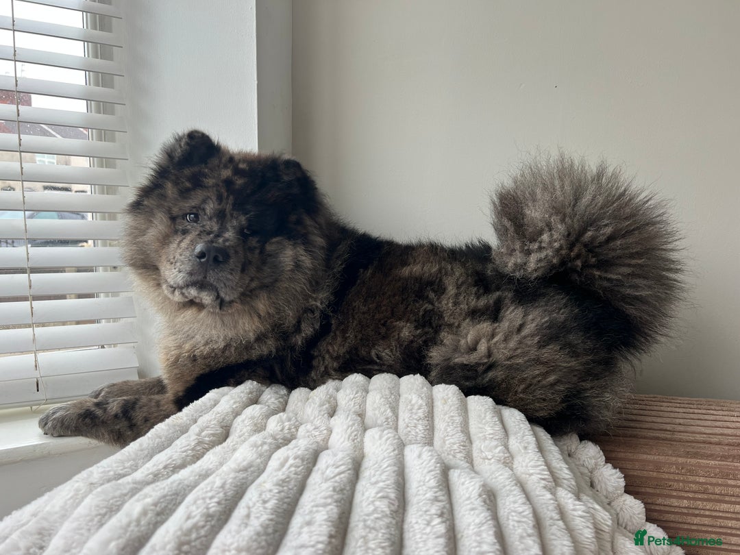 Chow Chow dogs for stud: STUD - Merl Chow Chow stud  - Advert 3