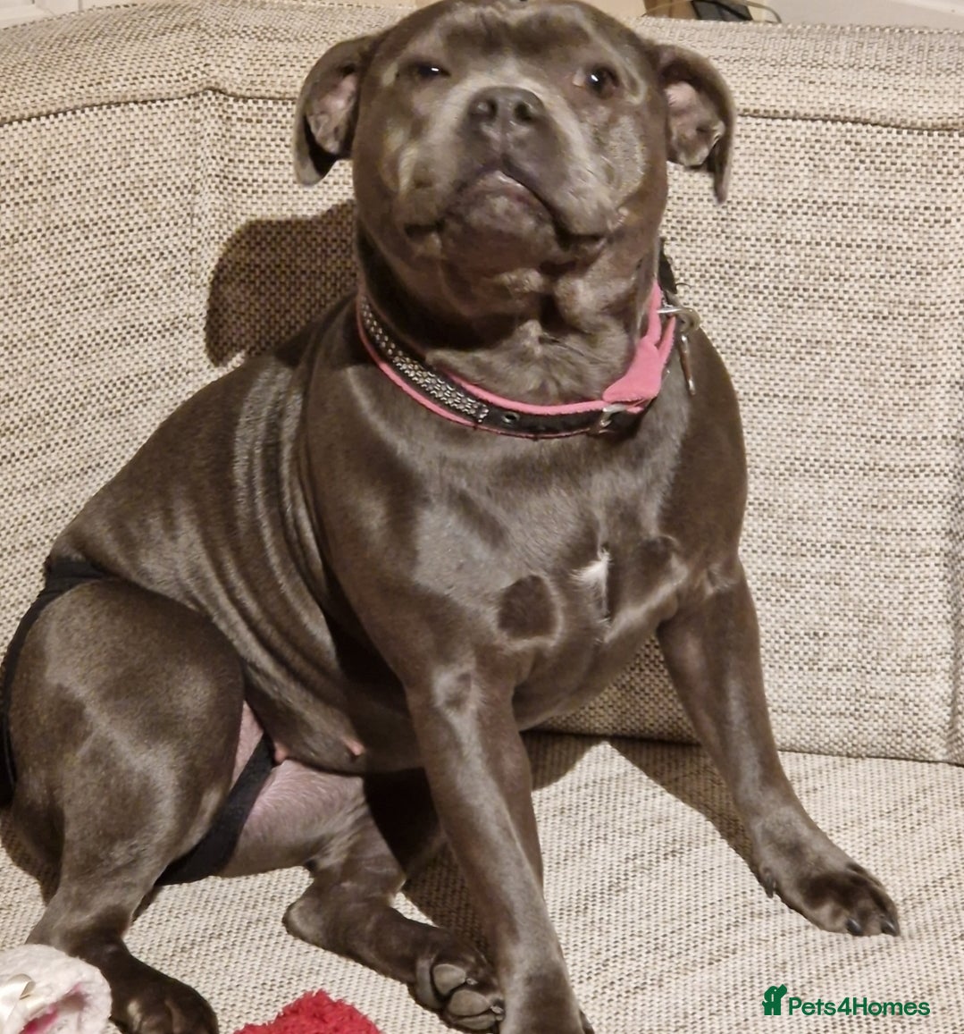Staffordshire Bull Terrier dogs Excellent blue Staffordshire bull terrier puppies  - Advert 21