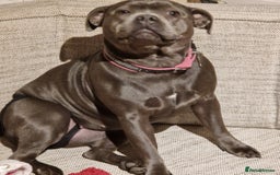 Staffordshire Bull Terrier dogs for sale: Excellent blue Staffordshire bull terrier puppies  - Image 1