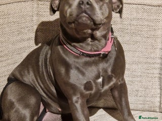 Staffordshire Bull Terrier dogs for sale - Advert 1