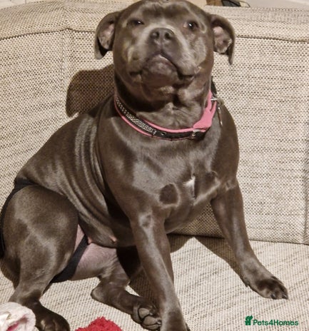 Staffordshire Bull Terrier dogs - Advert 1