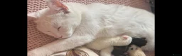 Mixed Breed cats for sale: Pick me, I’m ready for my forever home 💗💗💙 in London - Advert 8