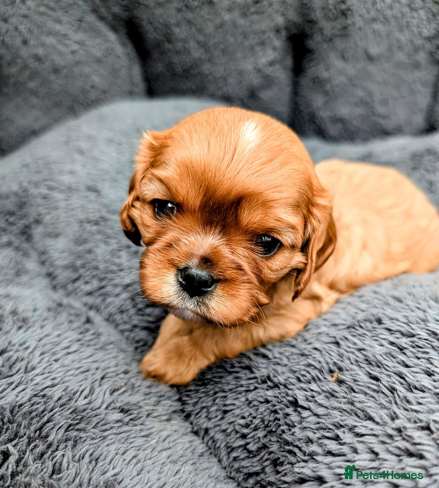 Cavalier King Charles Spaniel dogs 🌟 🐶 🐾 KC Health tested Cavalier Puppies🐾🐶🌟  - Advert 3
