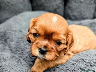 Cavalier King Charles Spaniel dogs 🌟 🐶 🐾 KC Health tested Cavalier Puppies🐾🐶🌟 - Advert 3