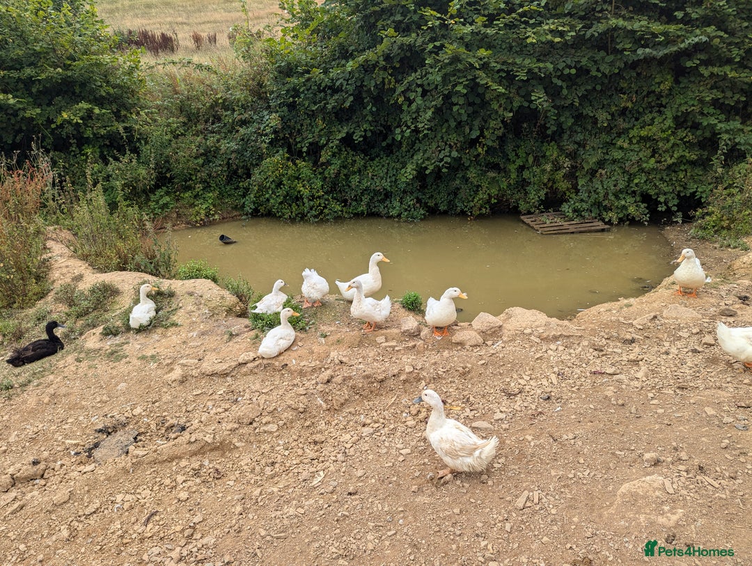 Ducks poultry for sale: Pure Cherry Valley Ducklings - Image 6