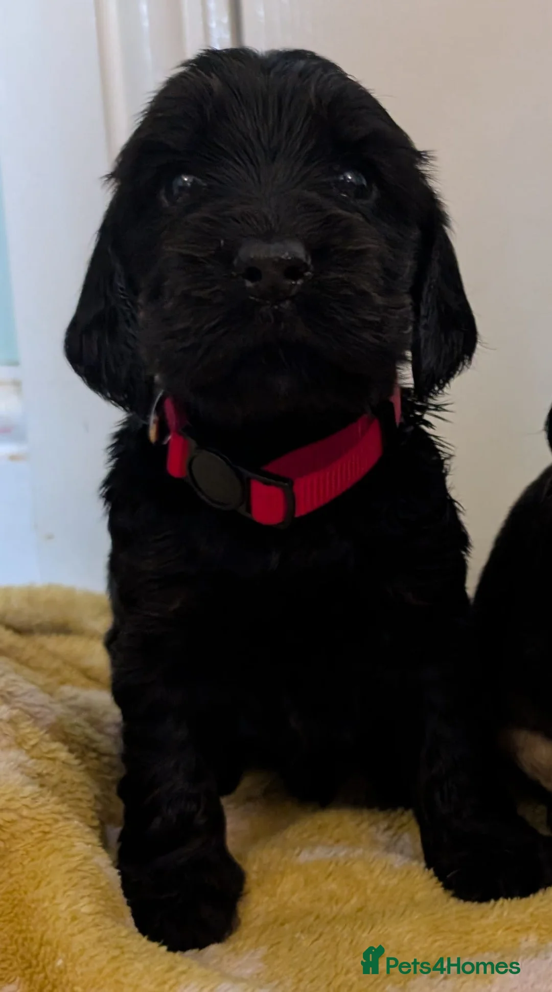 Cocker Spaniel dogs for sale: Kc Health Tested Show Type Cocker Spaniel Puppies - Advert 9