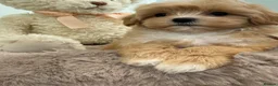 Maltipoo dogs for sale: Korean lined, f1. Fully dna & health tested   - Advert 19