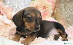 Miniature Dachshund dogs for sale: KC Registered Miniature Dachshund Puppies - Image 18