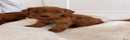 Cockapoo dogs for sale: LICENSED BREEDER HEALTH TESTED COCKAPOOS  - Advert 6