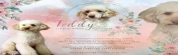 Mixed Breed dogs for sale: Miniature Poodle Cross Puppies  - Advert 5