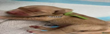 Yoshi - green collar