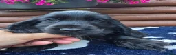 Cocker Spaniel dogs for sale: Show type Cocker spaniels  - Advert 8