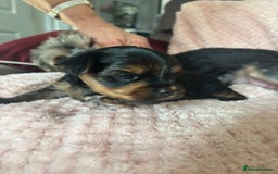 Yorkshire Terrier dogs for sale: Miniature Yorkshire Terrier Puppies  - Image 24