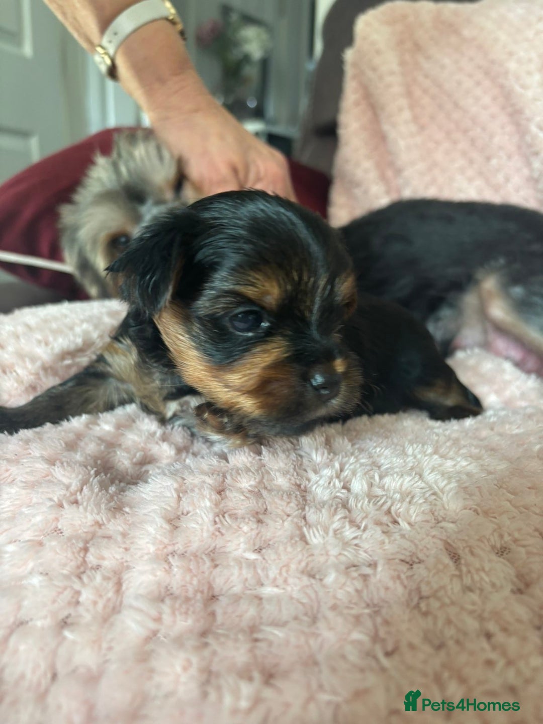 Yorkshire Terrier dogs for sale: Miniature Yorkshire Terrier Puppies  - Image 24