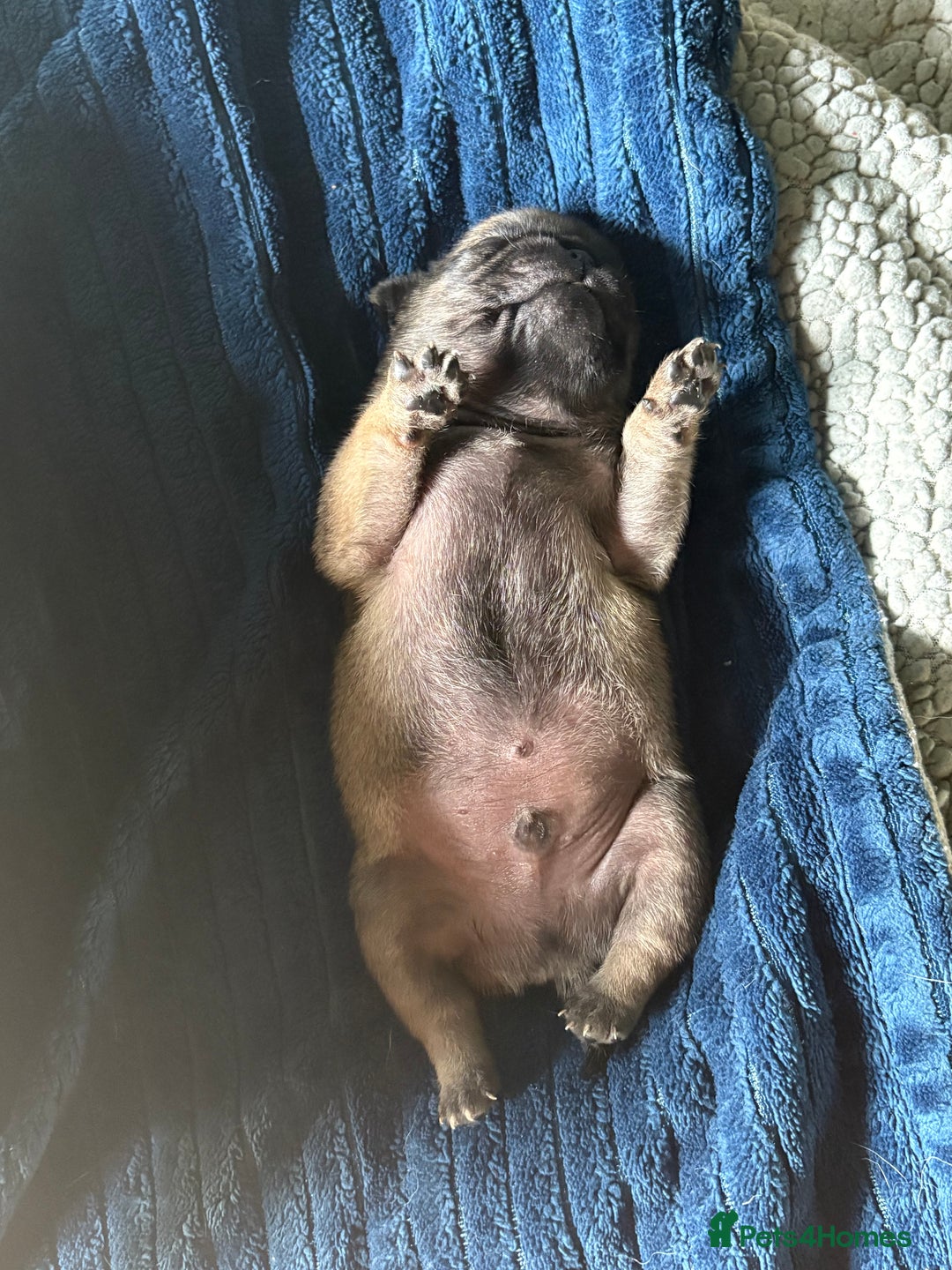 Pug dogs for sale: Fawn male pug - Image 3
