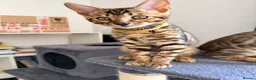 Bengal cats for sale: Stunning Bengal 3 Boys left - Advert 30