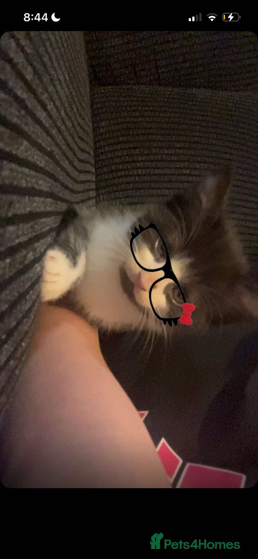 Mixed Breed cats for sale: CUTE KITTENS FOR SALE - Advert 2