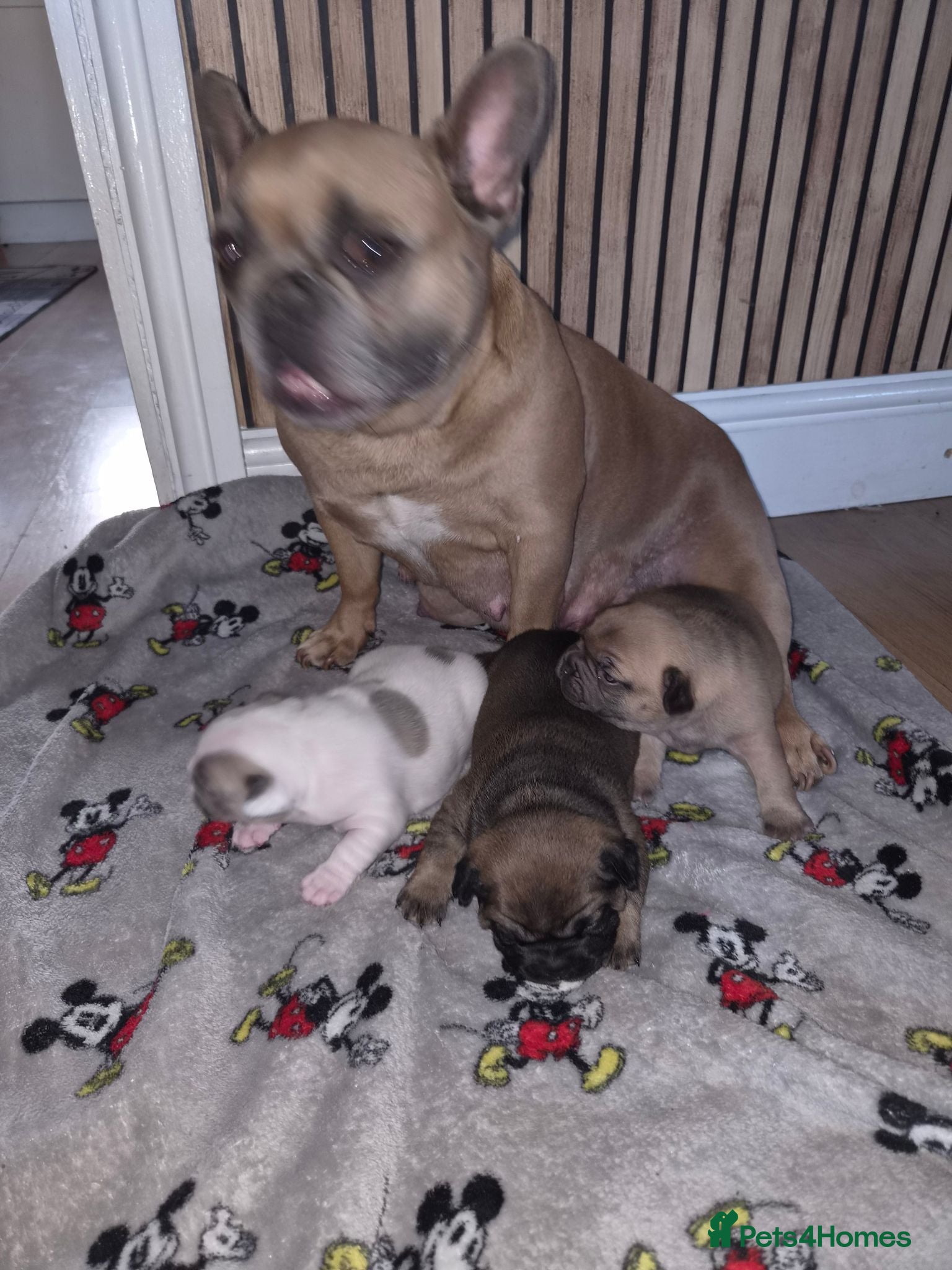French Bulldog dogs 2 french bulldog puppies - Advert 9