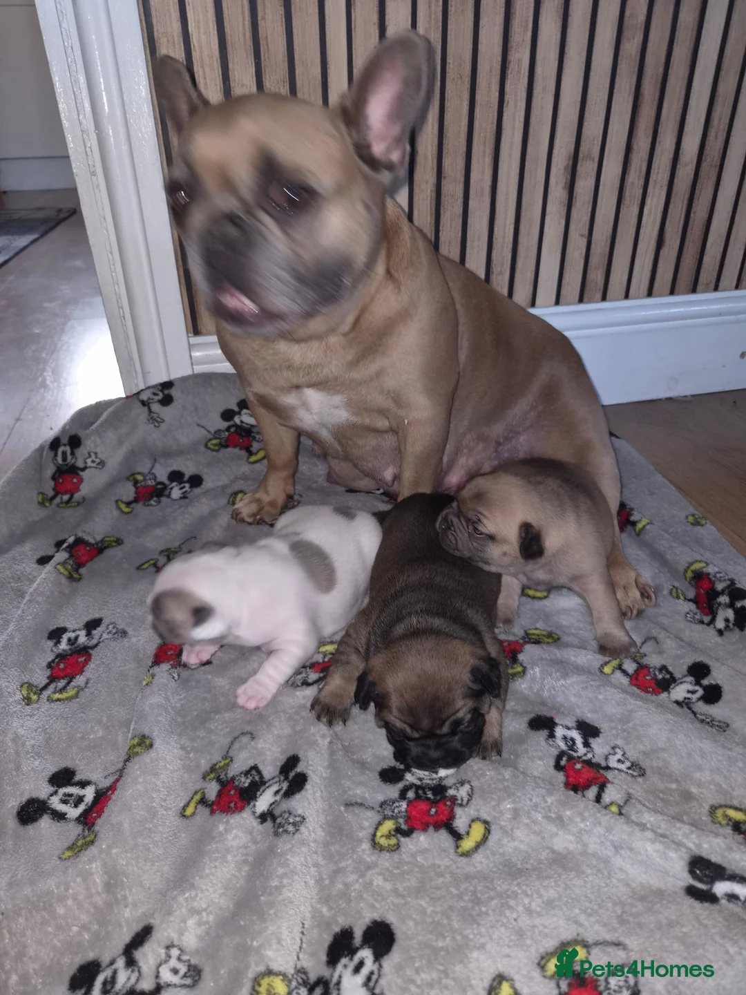 French Bulldog dogs for sale: 2 french bulldog puppies in Newcastle upon Tyne - Advert 1