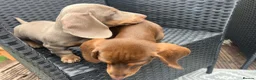 Miniature Dachshund dogs for sale: Beautiful Miniature Dachshund KC Registered  in Brentwood - Advert 10