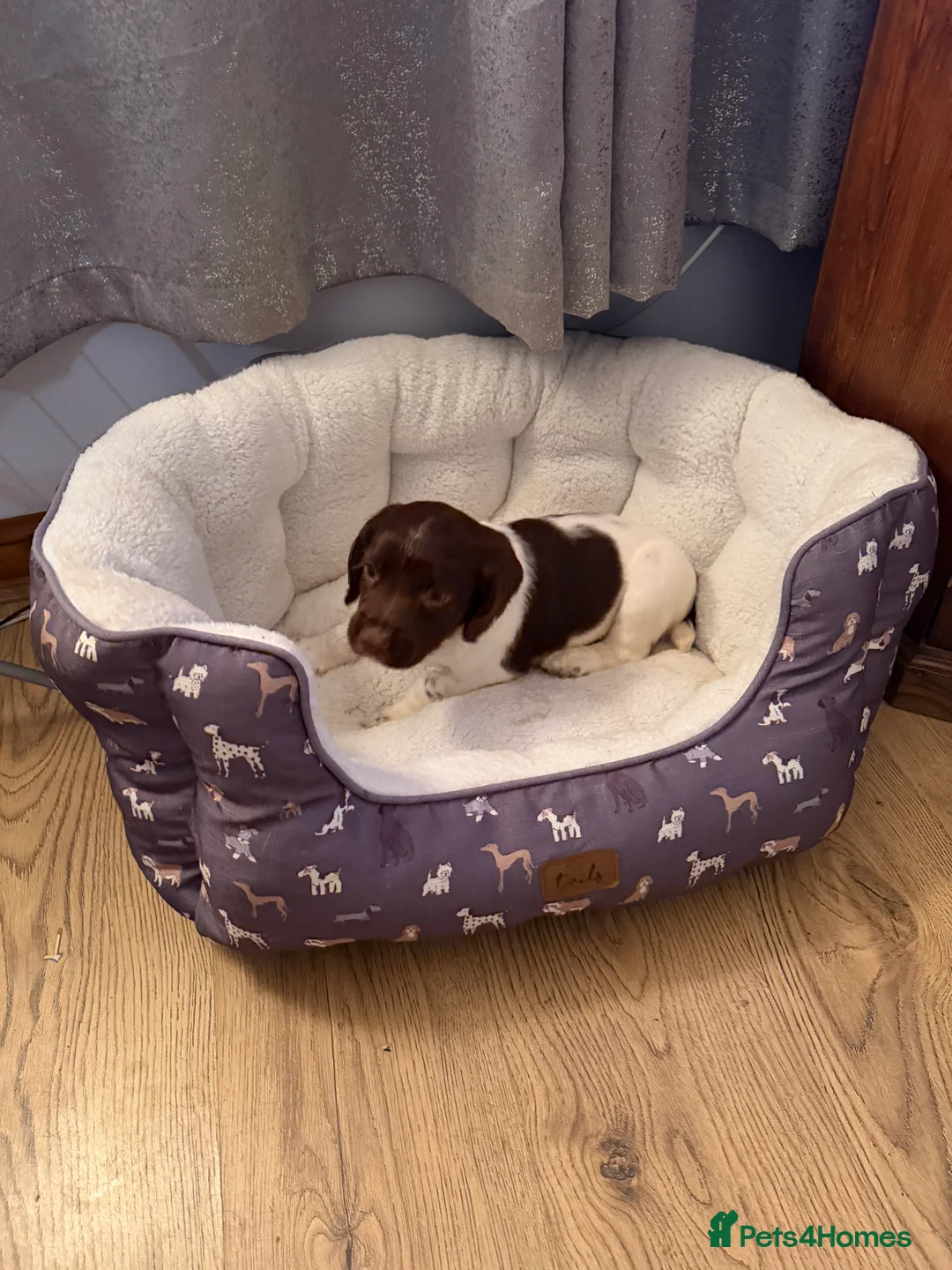 English Springer Spaniel dogs for sale: Springer Spaniel Puppies - Advert 5