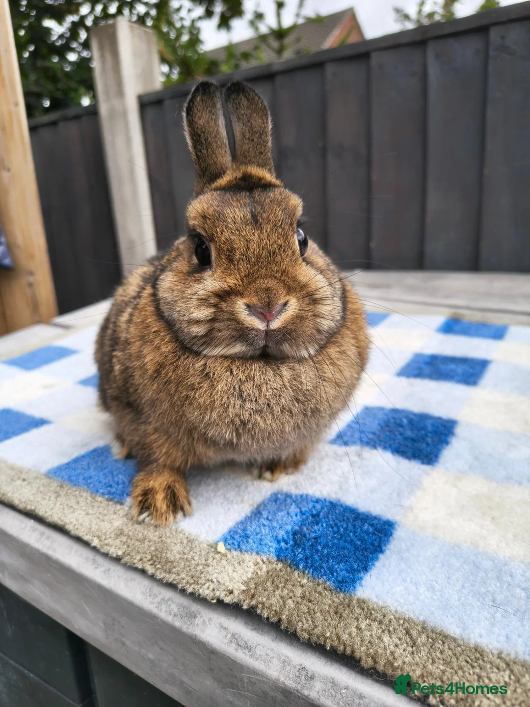 Netherland Dwarf rabbits for sale: Netherland dwarfs available  - Advert 6