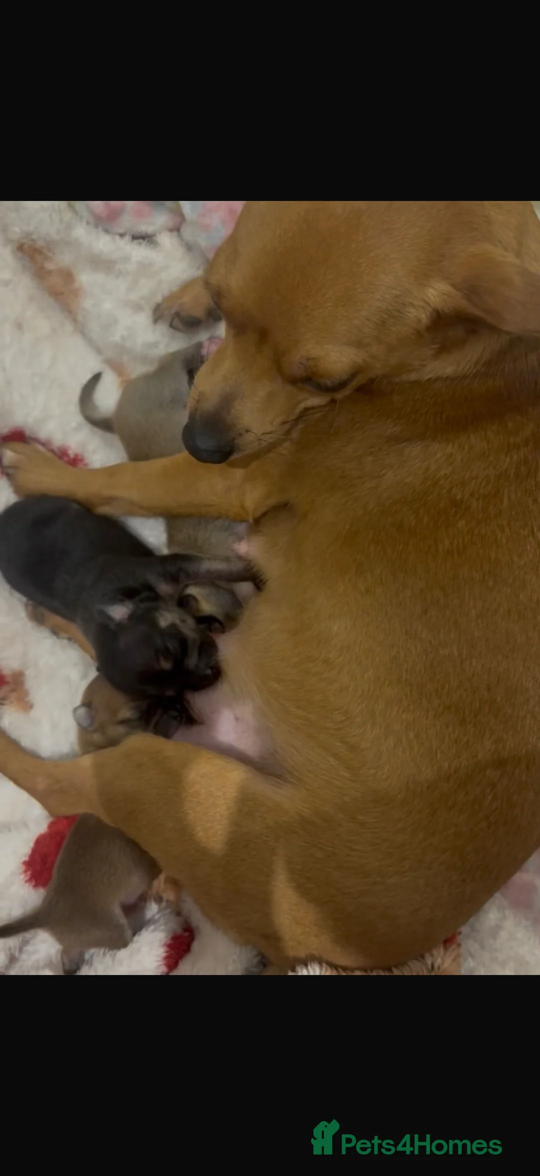 Chihuahua dogs for sale: Adorable Chiuaua pups  - Advert 2