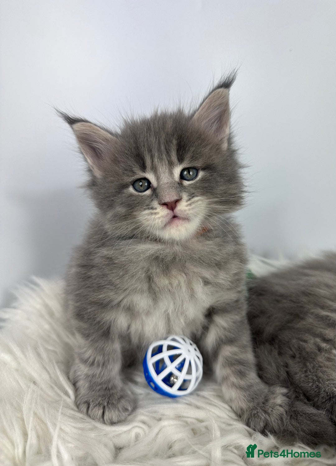 Maine Coon cats for sale: 6 Gorgeous Pure Breed Maine Coon Kittens - Advert 24