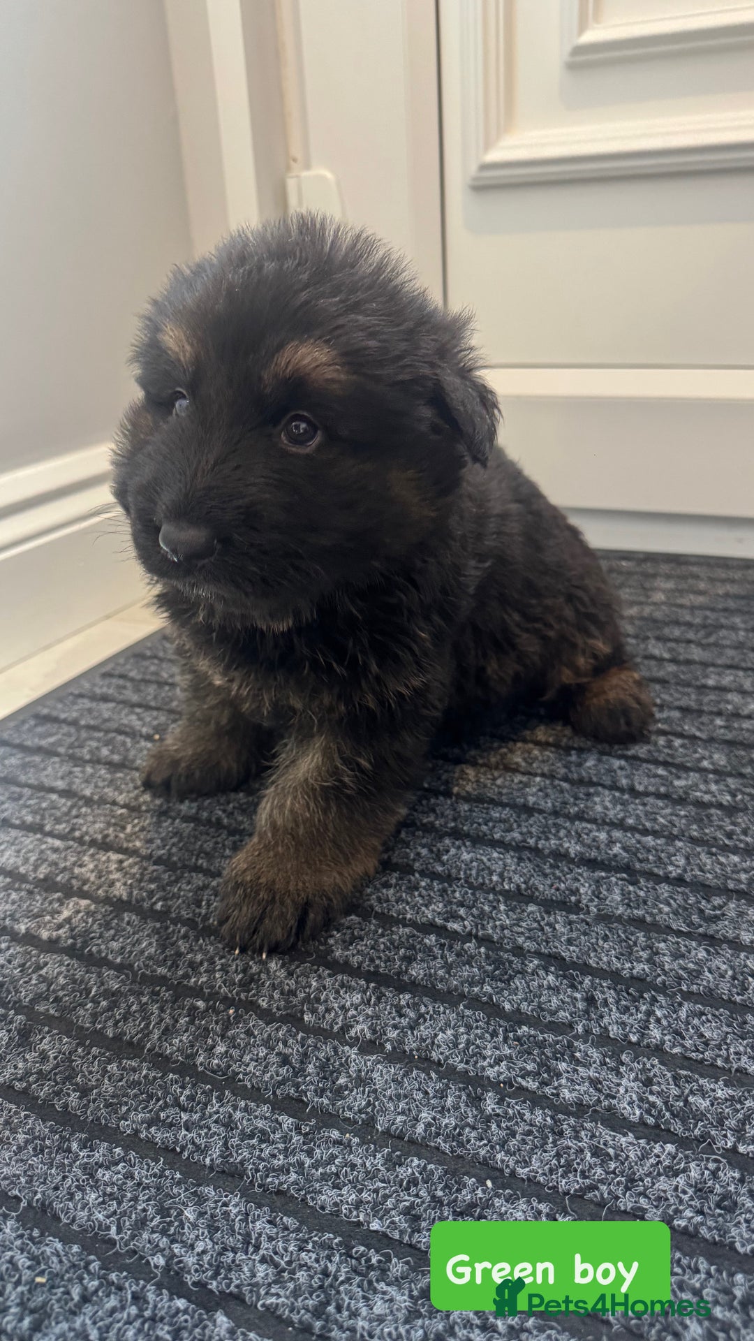 German Shepherd dogs for sale: Long haired German Shepherd puppies - Image 10
