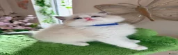 Ragdoll cats for sale: Stunning champion line Ragdoll kittens - Advert 19