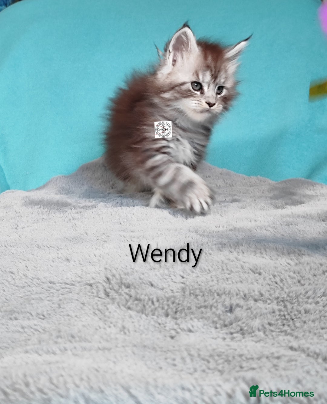 Maine Coon cats for sale: XXL beautiful pedigree kittens  - Advert 10