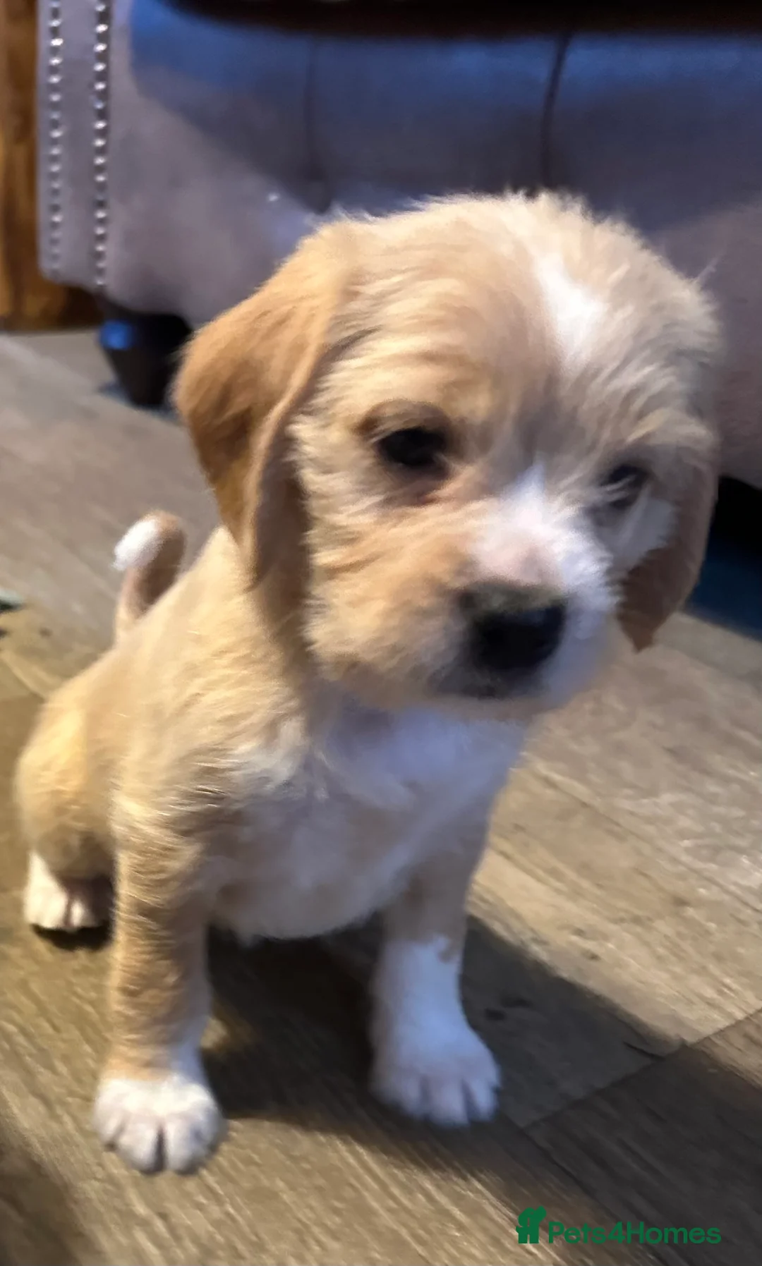 Mixed Breed dogs for sale: 🐾 Absolutely adorable Beagle x Cavapoo 🐾  - Advert 4