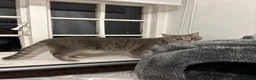 British Shorthair cats for sale: Moose in Biggleswade - Advert 6
