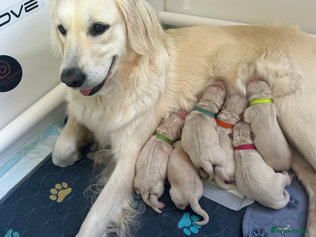 Golden Retriever dogs for sale: Golden retriever puppies  - Image 30
