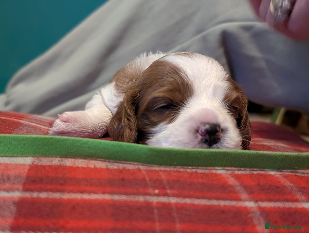 Cavalier King Charles Spaniel dogs for sale: Beautiful cavalier king Charles pups born 24/12 - Advert 12