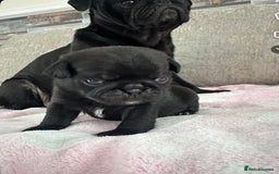 Pug dogs for sale: 2 male black pugs - Image 9