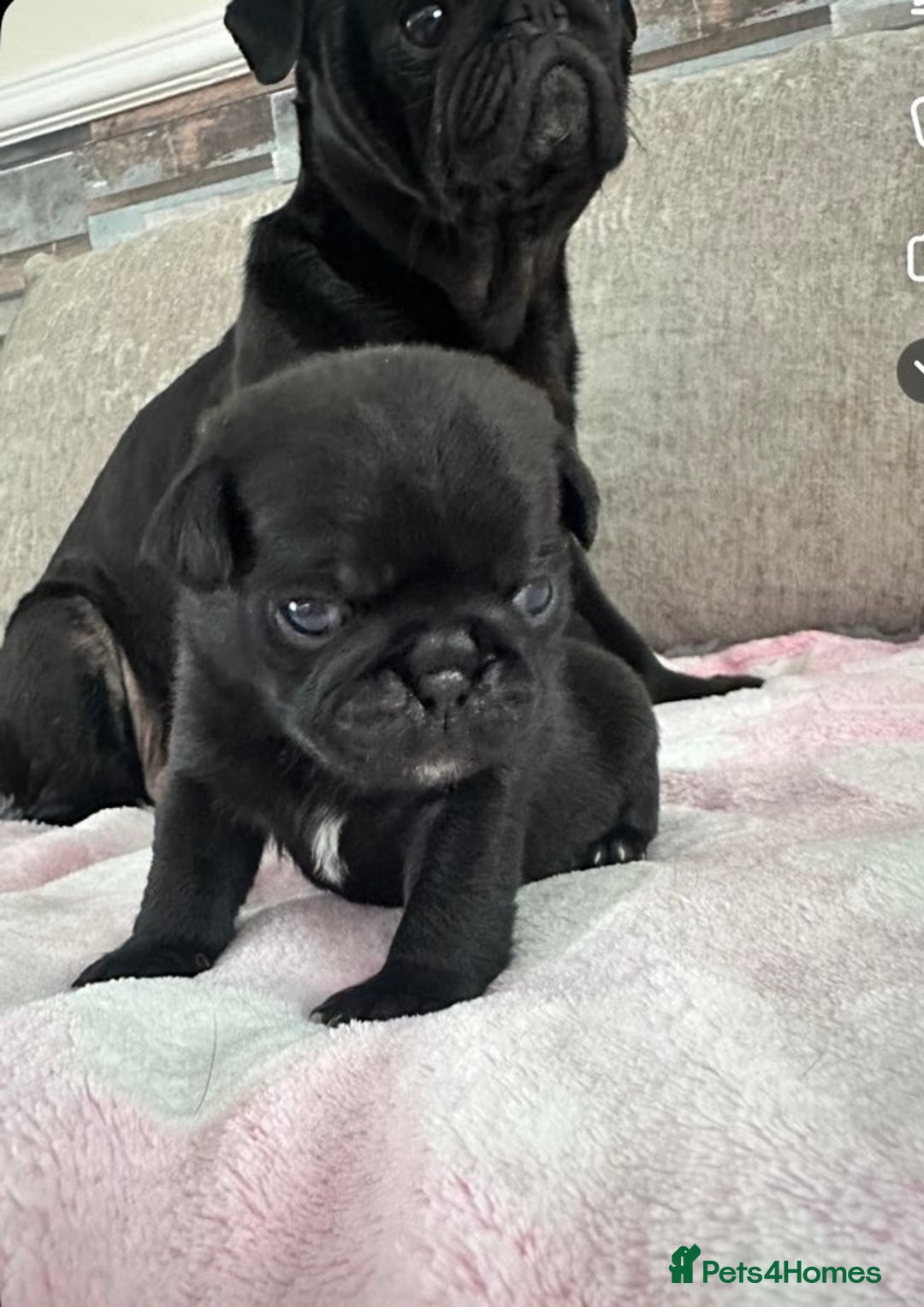 Pug dogs for sale: 2 male black pugs - Image 9