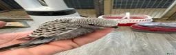 Budgerigars birds for sale: Hand Tame Budgie Chicks - Ready Soon  - Advert 3