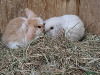 Mini Lop rabbits Stunning Home-Raised Mini Lops- mixed litter - Advert 2
