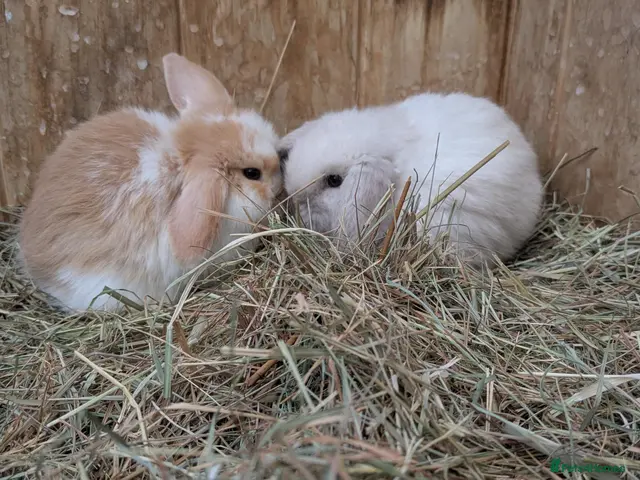 Mini Lop rabbits Stunning Home-Raised Mini Lops- mixed litter - Advert 2