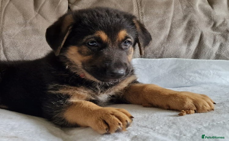 German Shepherd dogs - Advert 3