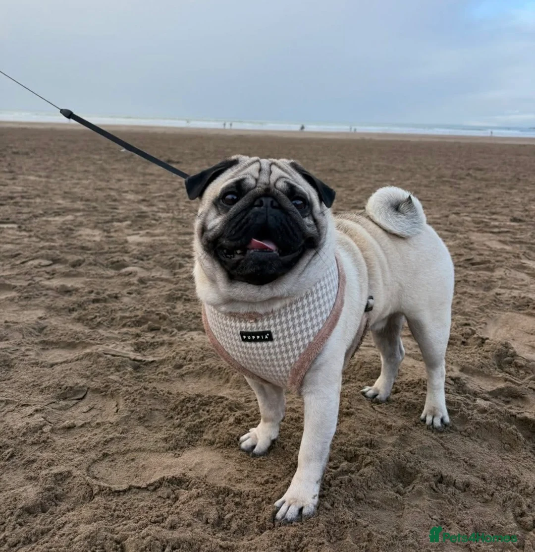 Pug dogs for stud: Pug Stud  in Walsall - Advert 1
