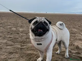 Pug dogs Pug Stud in Walsall - Advert 12