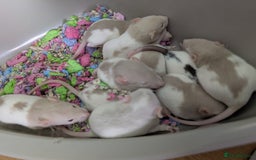 Rat rodents for sale: Fancy rat pups male and female available - Image 3