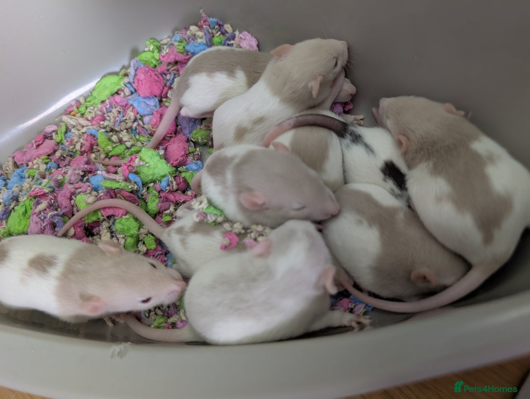 Rat rodents for sale: Fancy rat pups male and female available - Image 3