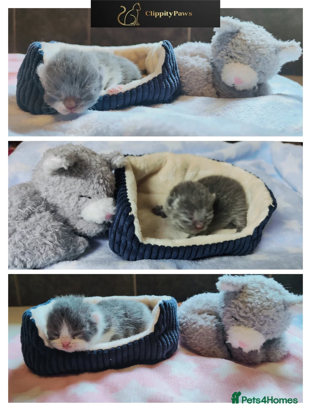 British Shorthair cats for sale: GCCF Registered Chunky British Shorthair kittens  - Advert 1