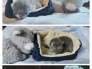 British Shorthair cats GCCF Registered Chunky British Shorthair kittens - Advert 4