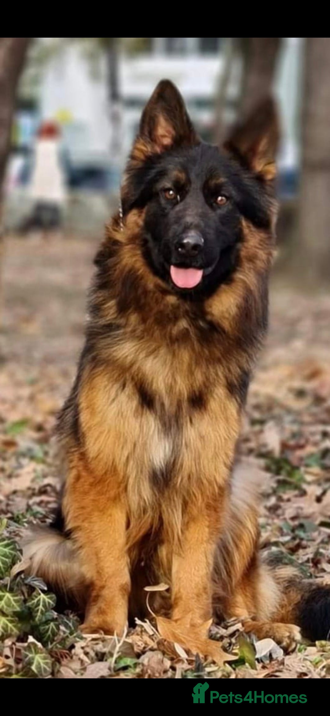 German Shepherd dogs for sale: Wonderful german shepherd puppies  - Image 2