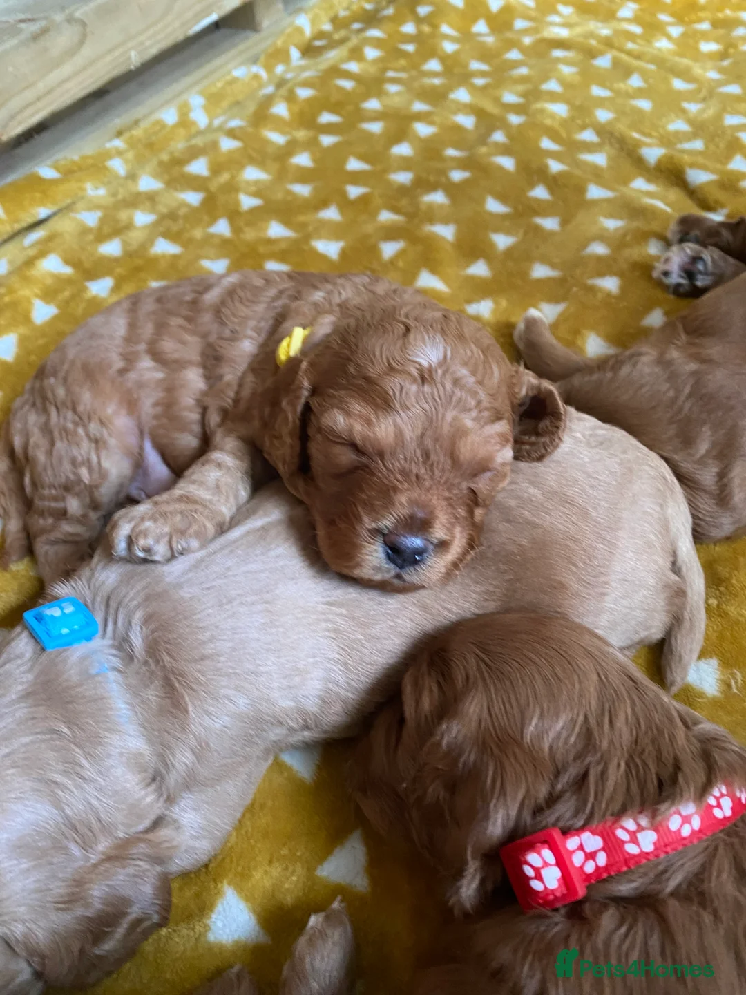 Mixed Breed dogs for sale: Beautiful Cavacockapoo puppies, only two left!  - Advert 25