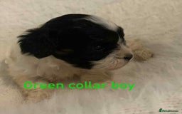 Cavachon dogs for sale: beautiful cavapoochon puppies  - Image 6